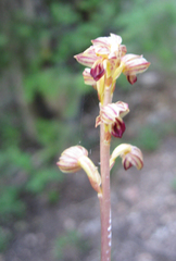 Corallorhiza striata vreelandii