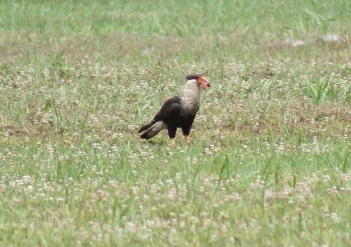 Caracara plancus