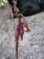 Corallorhiza striata vreelandii