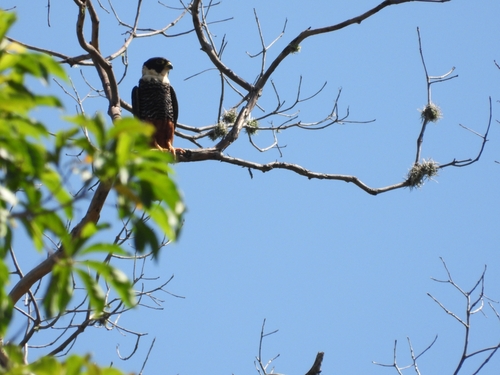 Falco rufigularis image