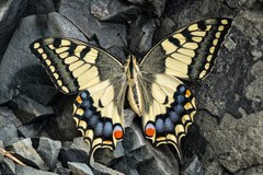 Old World Swallowtail