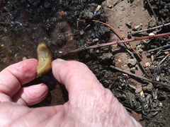 Limacus flavus