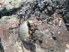 Limacus flavus