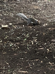 Sciurus carolinensis