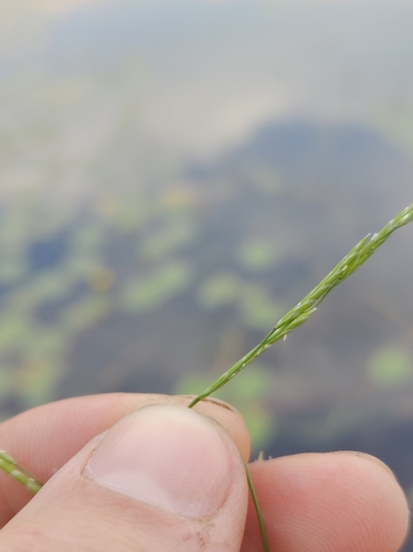 Image of Boreal Manna Grass (Glyceria borealis) by no rights reserved