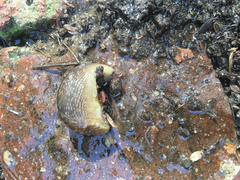Limacus flavus