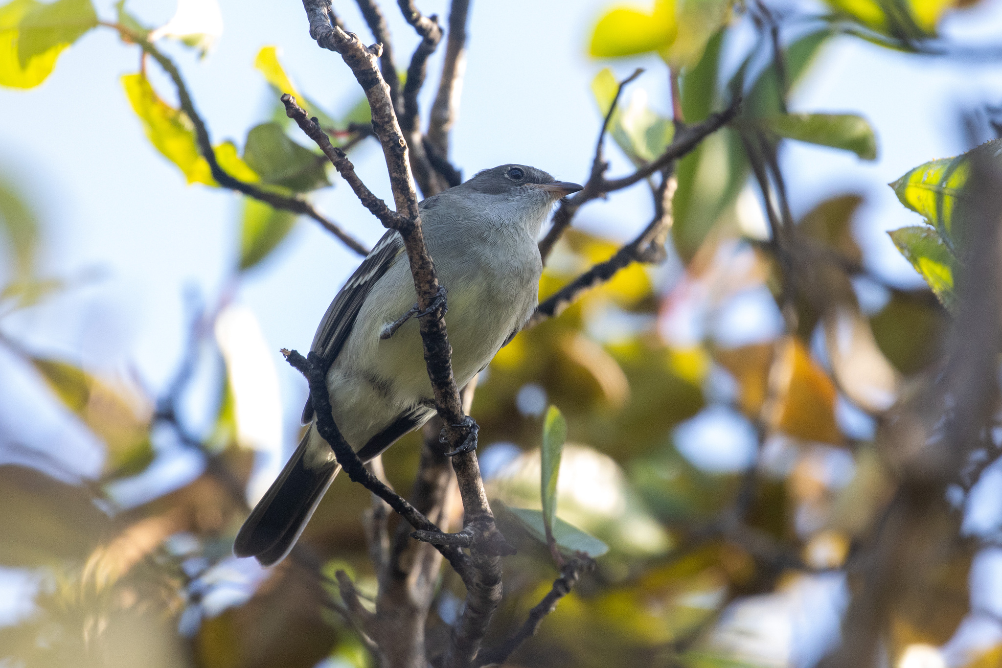 Noronha Elaenia (Elaenia ridleyana), photo 10