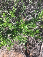 Prunus fasciculata