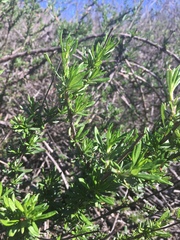 Prunus fasciculata