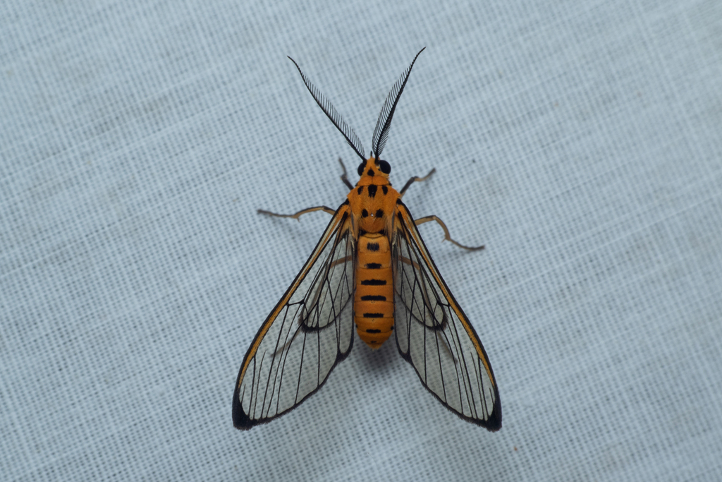 Aculeus doris