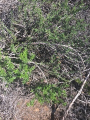 Prunus fasciculata