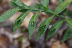 Ruscus hypoglossum