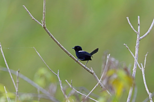 Malurus alboscapulatus