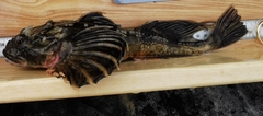 Fourhorn Sculpin photo 2