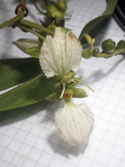 Dalechampia juruana
