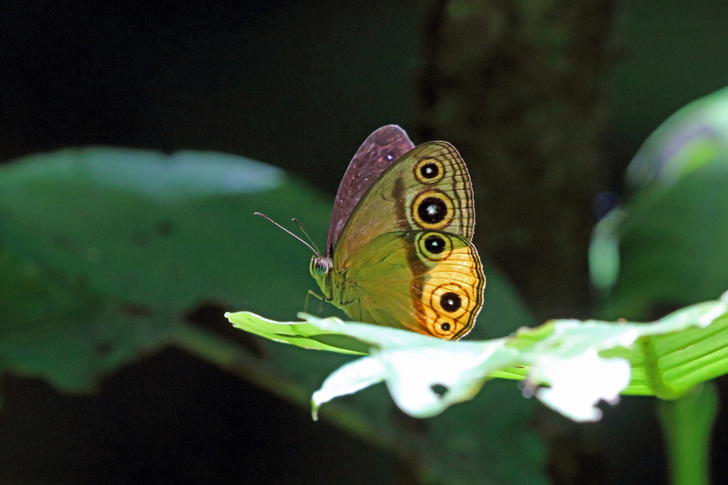 Mycalesis duponchelii