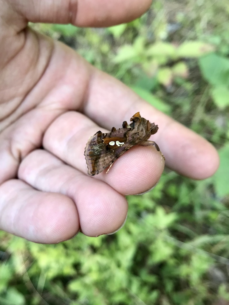 Two-spotted Looper Moth