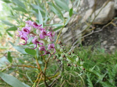 Pedicularis attollens