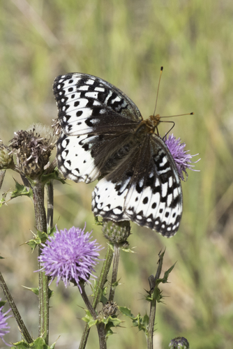 Great Spangled Fritillary