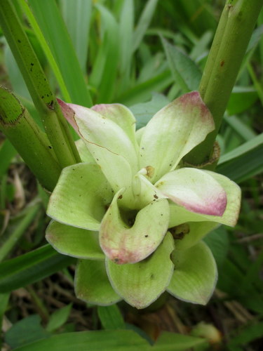 Curcuma longa