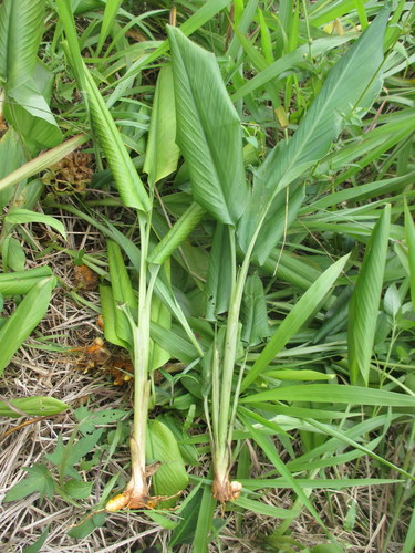 Curcuma longa