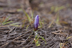 Crocus tauricus