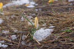 Crocus angustifolius