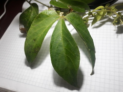 Dalechampia juruana
