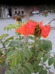 Spathodea campanulata