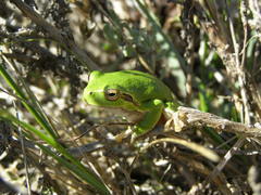 Hyla sarda