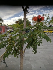 Spathodea campanulata