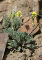 Draba aurea