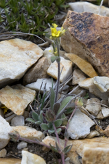 Draba aurea