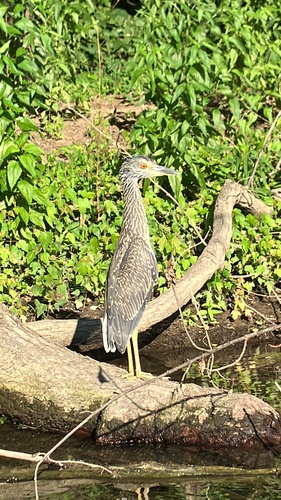Yellow-crowned Night Heron photographed in Pennsylvania