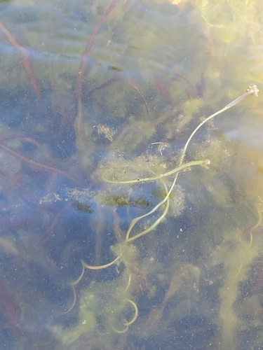 Vallisneria americana