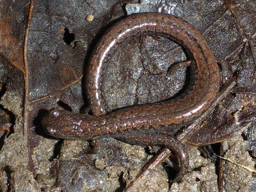 Santa Lucia Mountains Slender Salamander