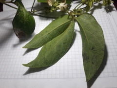 Dalechampia juruana