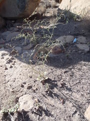Eriogonum scabrellum