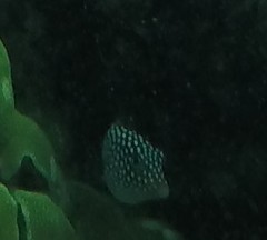 Canthigaster jactator