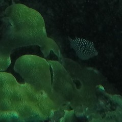 Canthigaster jactator