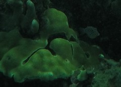 Canthigaster jactator