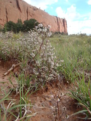 Eriogonum cernuum