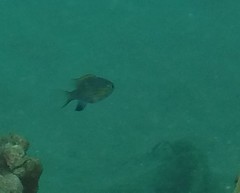 Pycnochromis vanderbilti