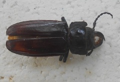 Mallodon chevrolatii