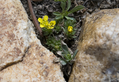 Draba densifolia