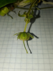 Dalechampia juruana