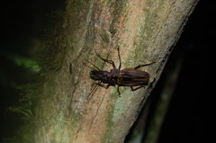 Macrodontia dejeani