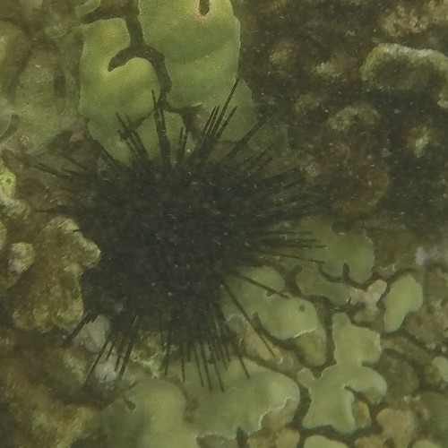 Echinoidea