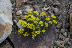 Draba globosa