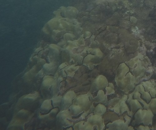 Anthozoa